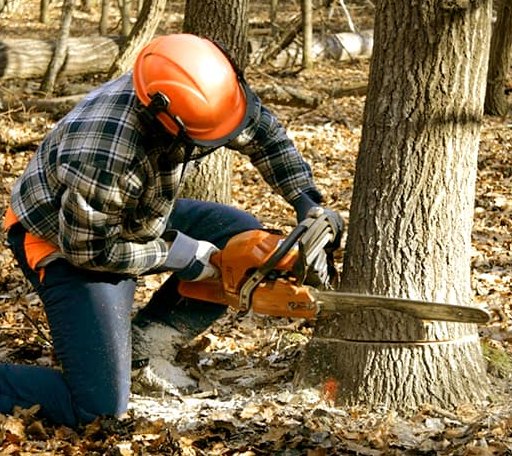 Tree Removal in Gould, OK